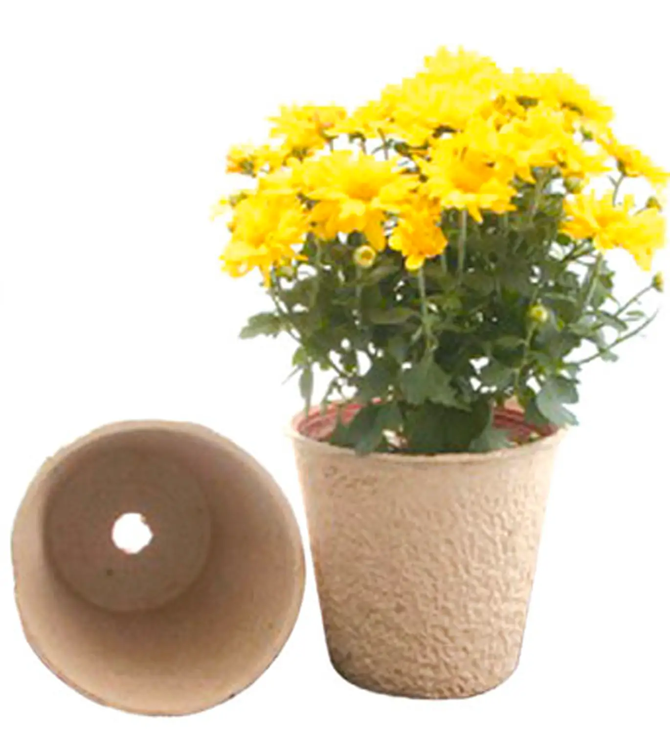 Vasi in Cartone Biodegradabili 11x8 cm. - Giardinaggio