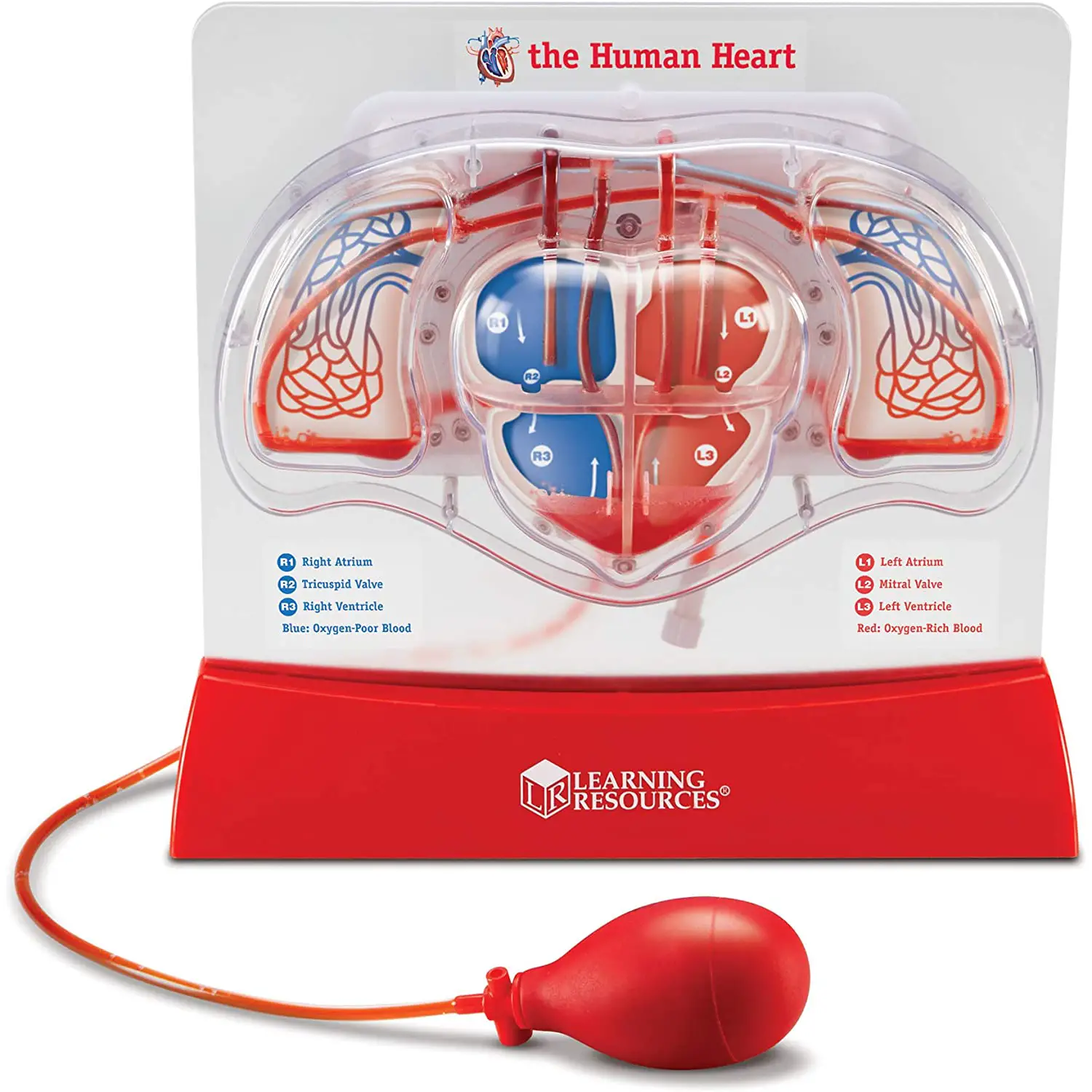 Modello di Cuore Pulsante con Pompa Manuale – Modello Sistema Cardiovascolare - II corpo umano