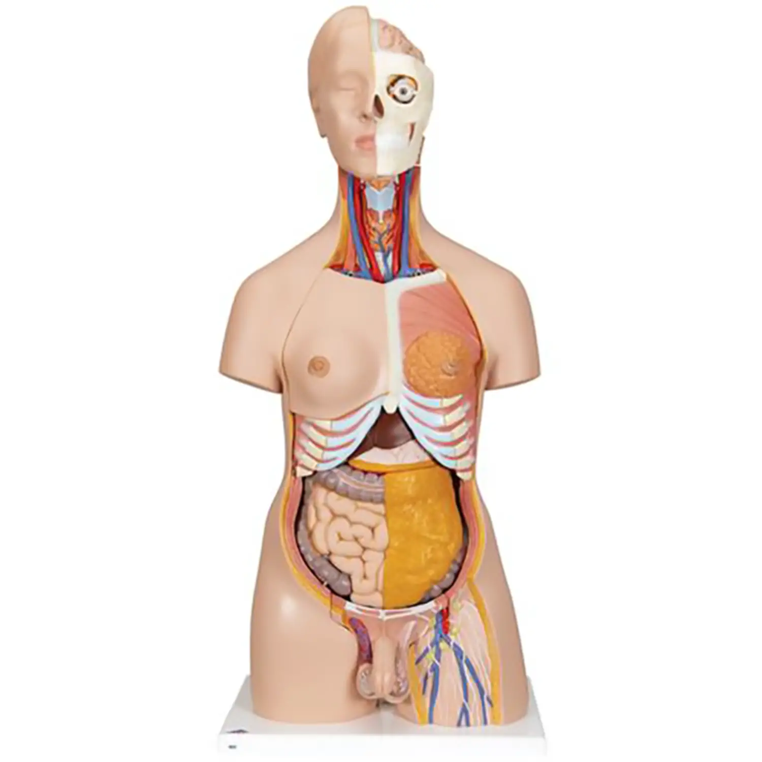 Torso Bisessuato Scomponibile In 20 Parti - Geografia e scienze naturali