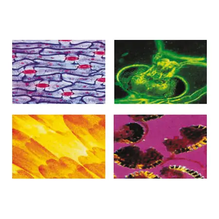 Konus Vetrini Preparati: Cellula Vegetale - Esplora la Struttura delle Piante - Microscopi