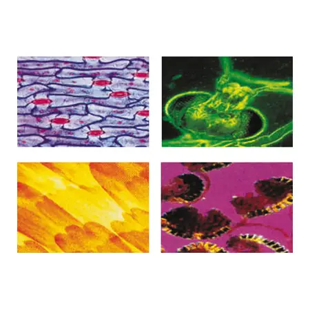 Konus Vetrini Preparati: Tessuti Umani 2 - Microscopi