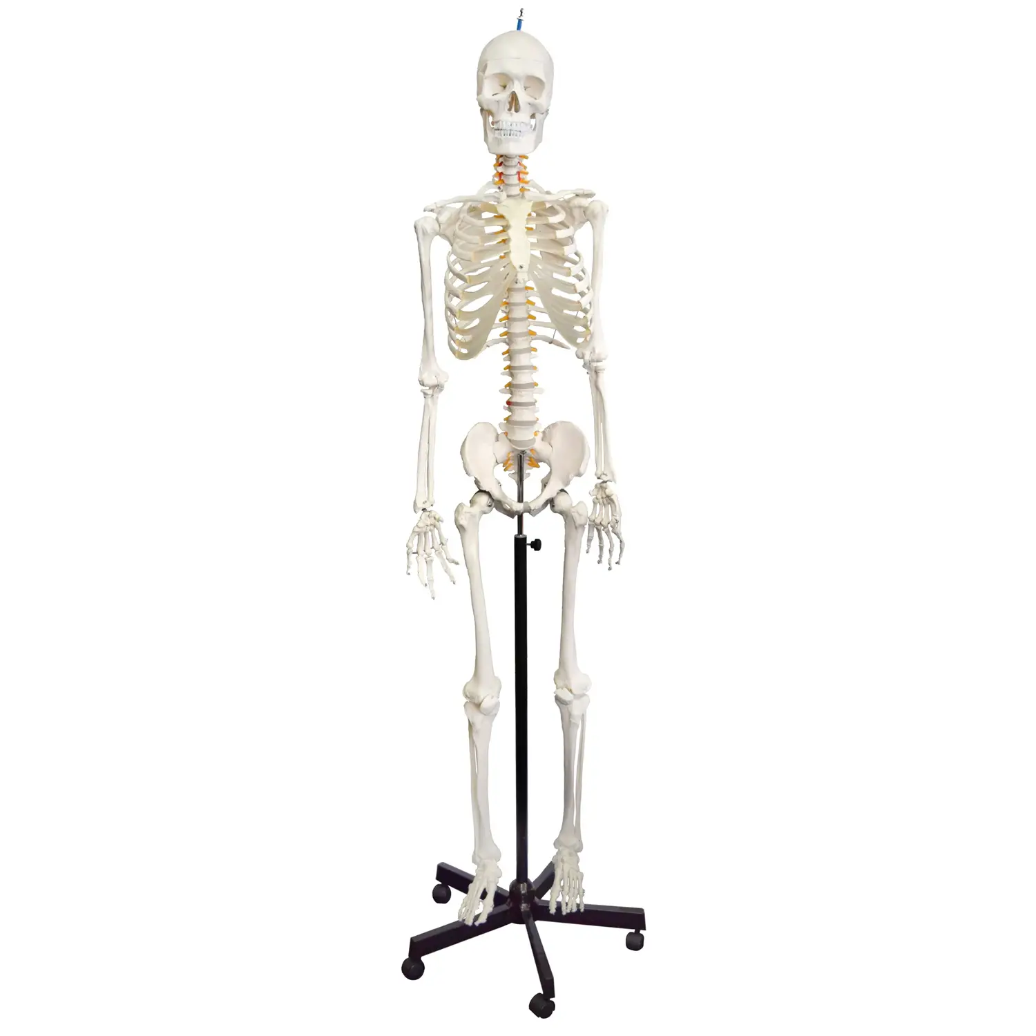 Modello Scheletro Umano Standard – Descrizione Didattica - II corpo umano