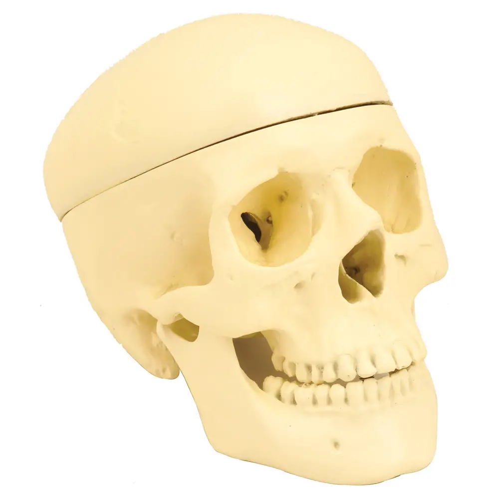 Modello Cranio Umano Smontabile in 3 Parti – Riproduzione Anatomica Dettagliata - II corpo umano
