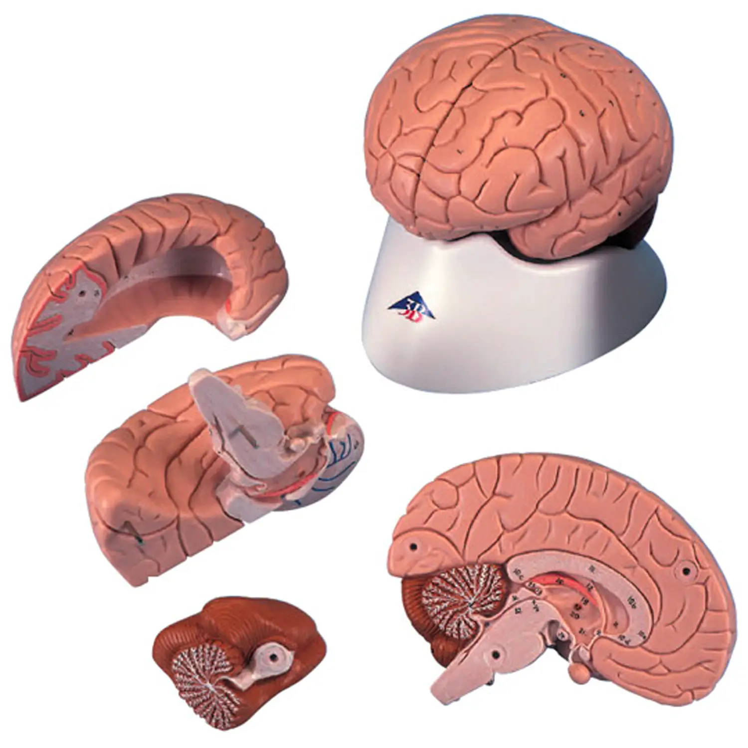 Modello Cervello Divisibile in 8 Parti – Modello Didattico Dettagliato - II corpo umano