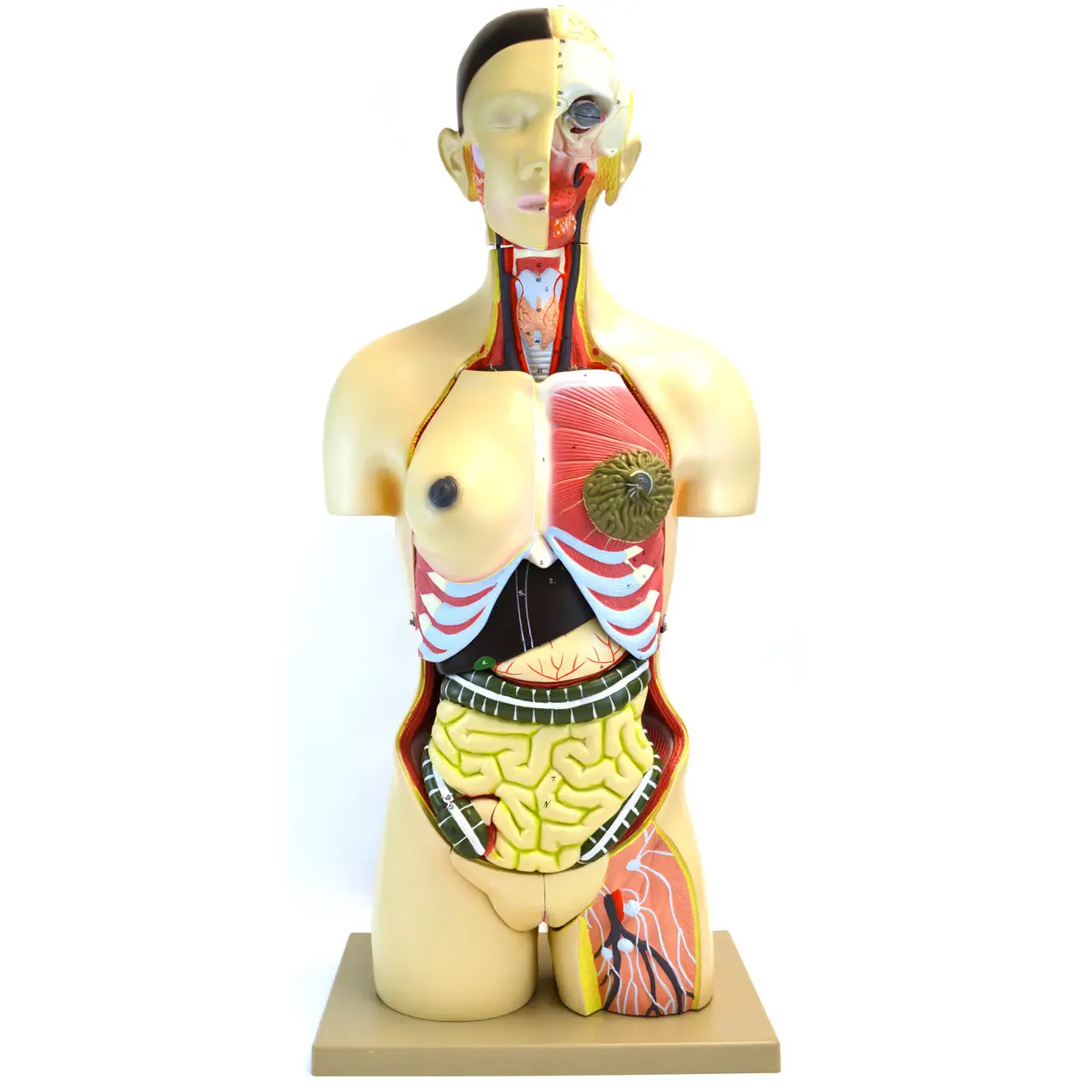 Modello Torso Umano con Sesso Intercambiabile – Grandezza Naturale - II corpo umano