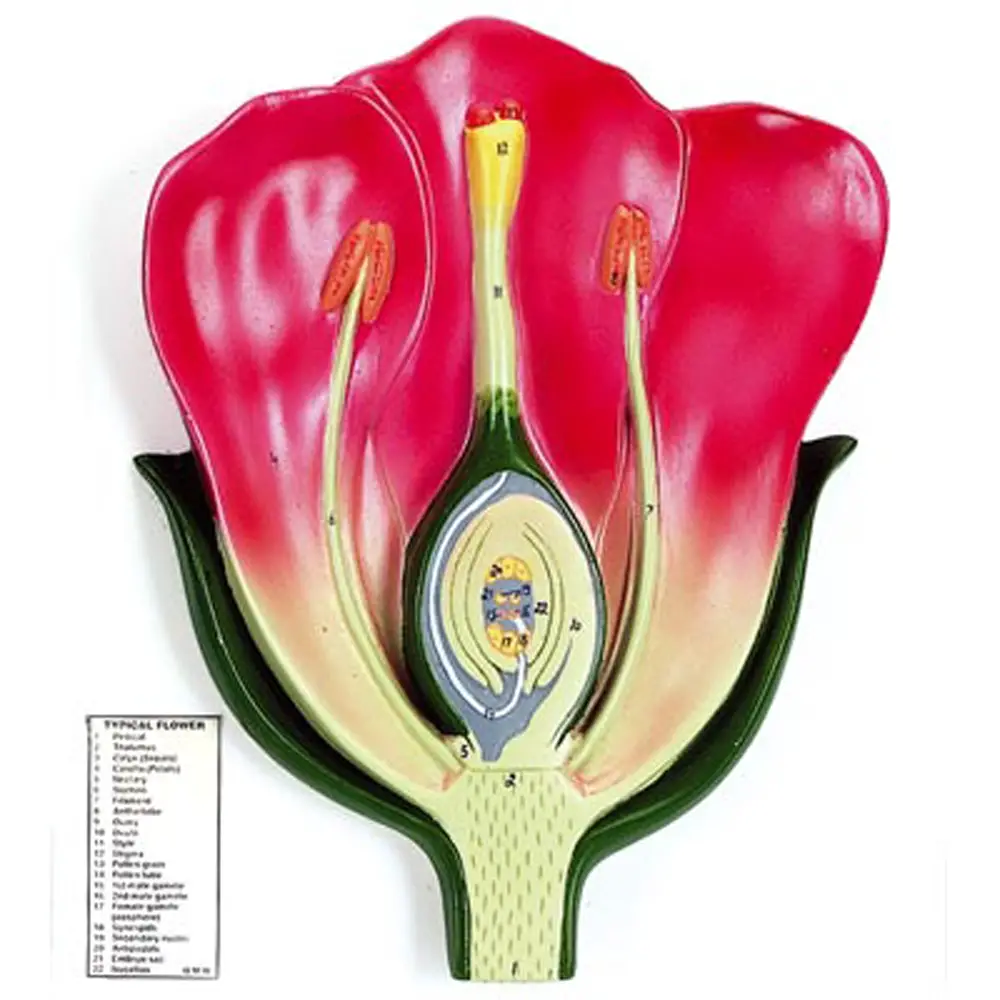 Modello di Fiore - Geografia e scienze naturali