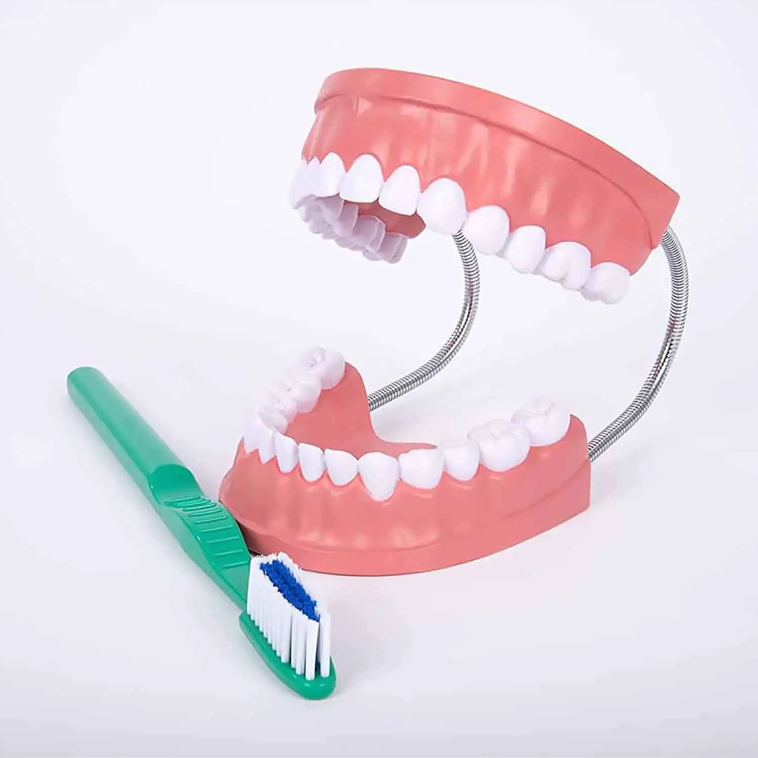Modello Igiene Dentale – Bocca Didattica con Spazzolino Gigante - II corpo umano