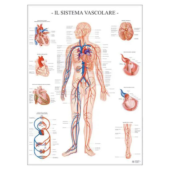 Poster Scientifico: Sistema Vascolare - II corpo umano