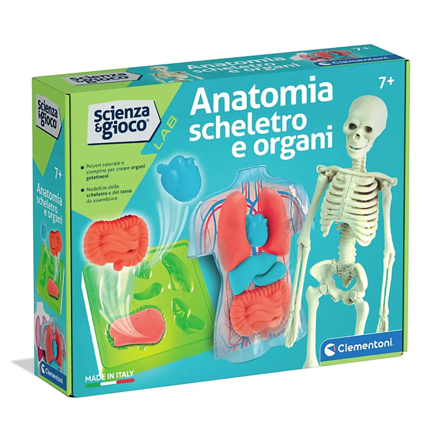 Anatomia Scheletro E Organi - giochi scientifici