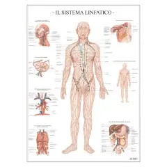 Poster Scientifico Sistema Linfatico – Tavola Didattica ad Alta Definizione